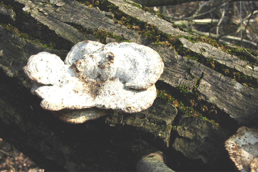 tanti funghi